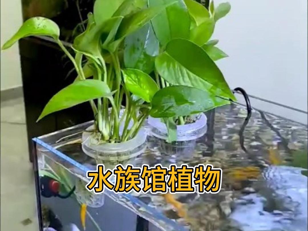 水族馆里如何种植物?哔哩哔哩bilibili