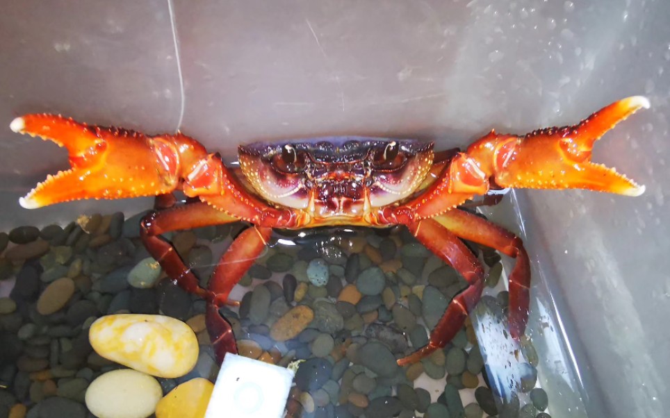 越南印支溪蟹恰饭_哔哩哔哩 (゜-゜)つロ 干杯~-bilibili