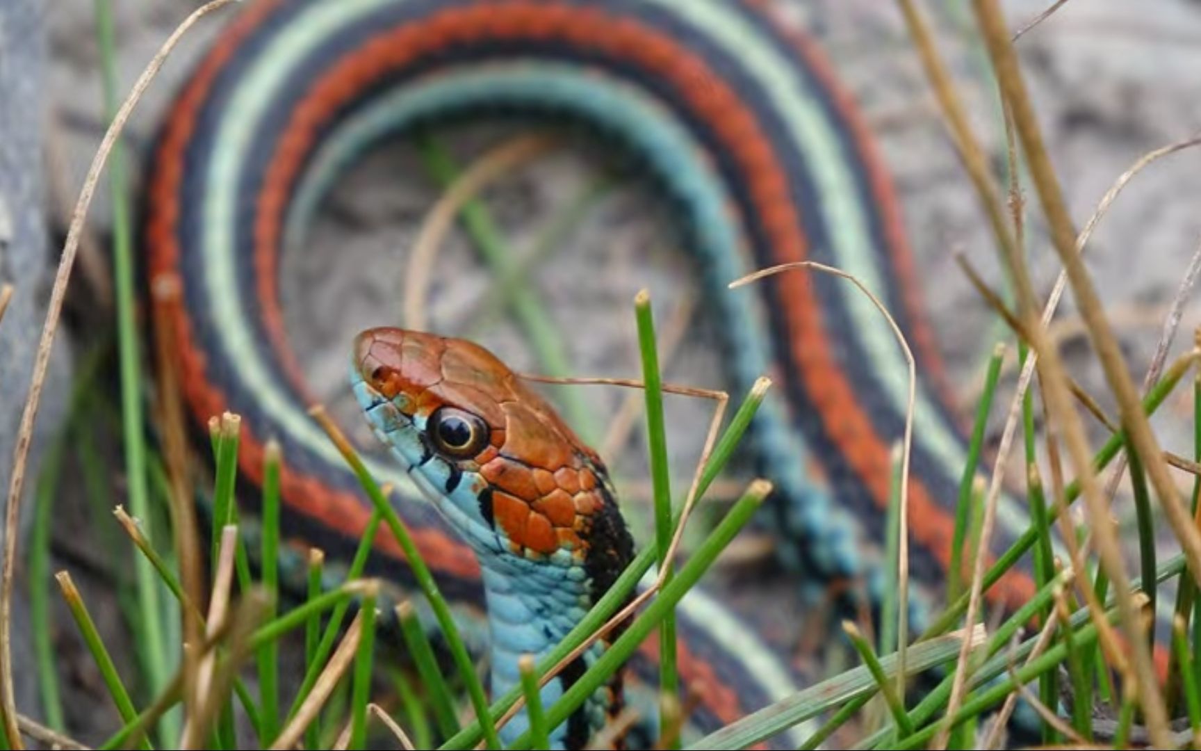 【束带蛇】美国飞行员大叔记录野外旧金山束带蛇目击
