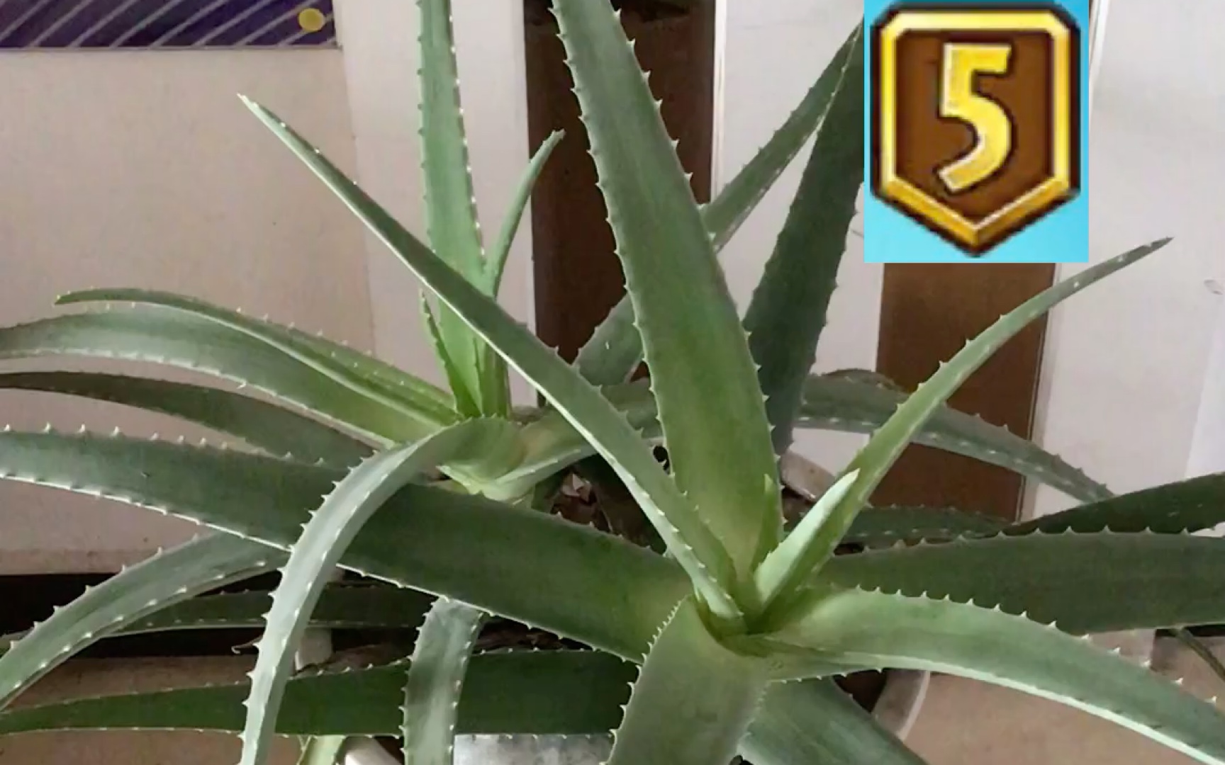 我家芦荟医师还没扦插就5阶了(doge)