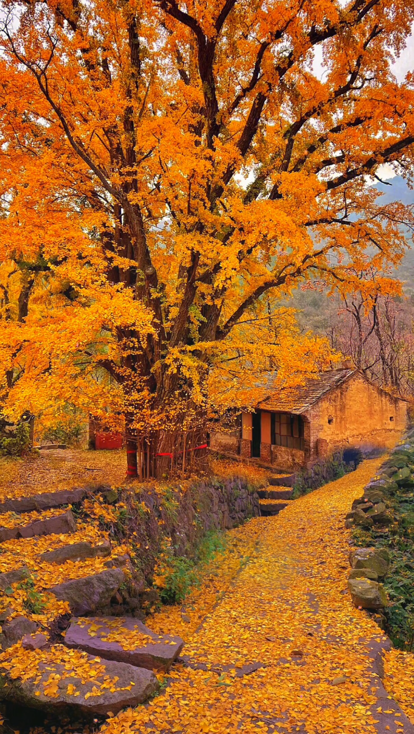 唯美意境 #墨尔本的秋天