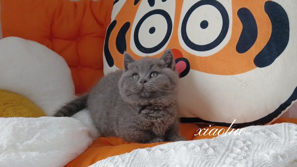 大头纯蓝矮脚弟弟找家长