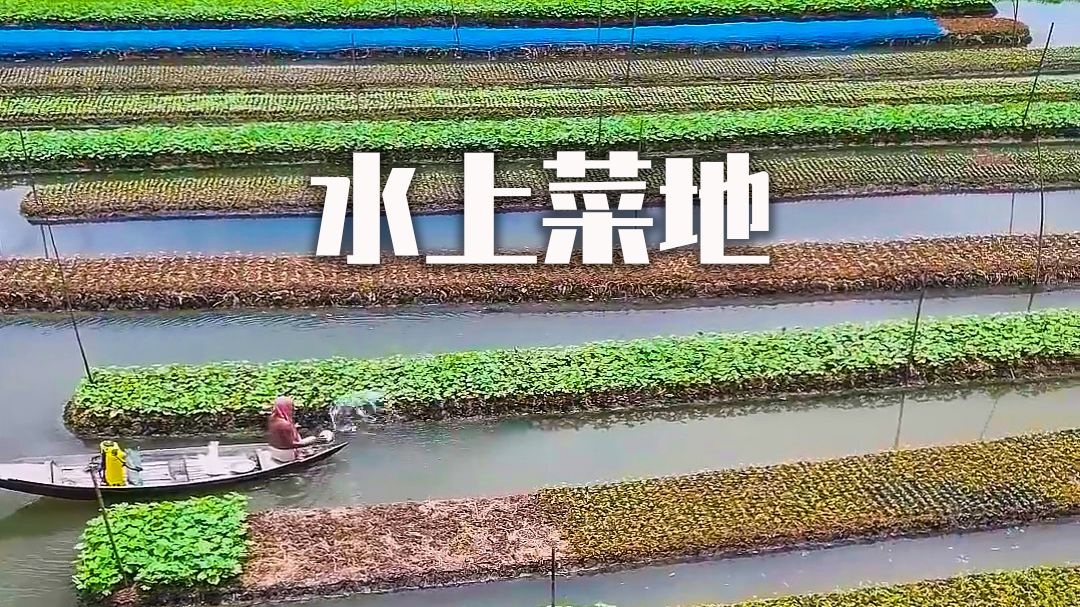 漂浮在水上的菜地