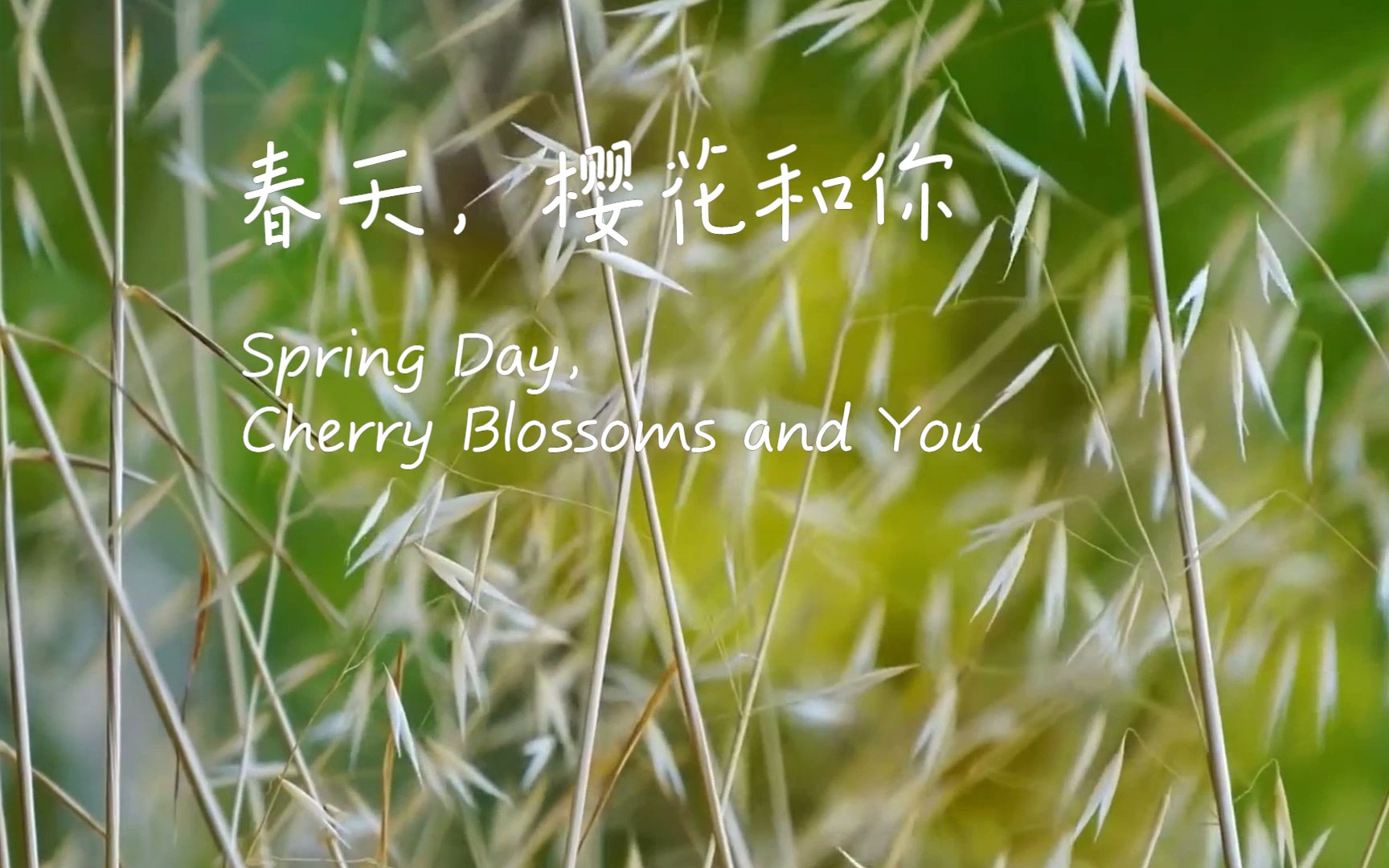 春天,樱花和你—— 等待春天