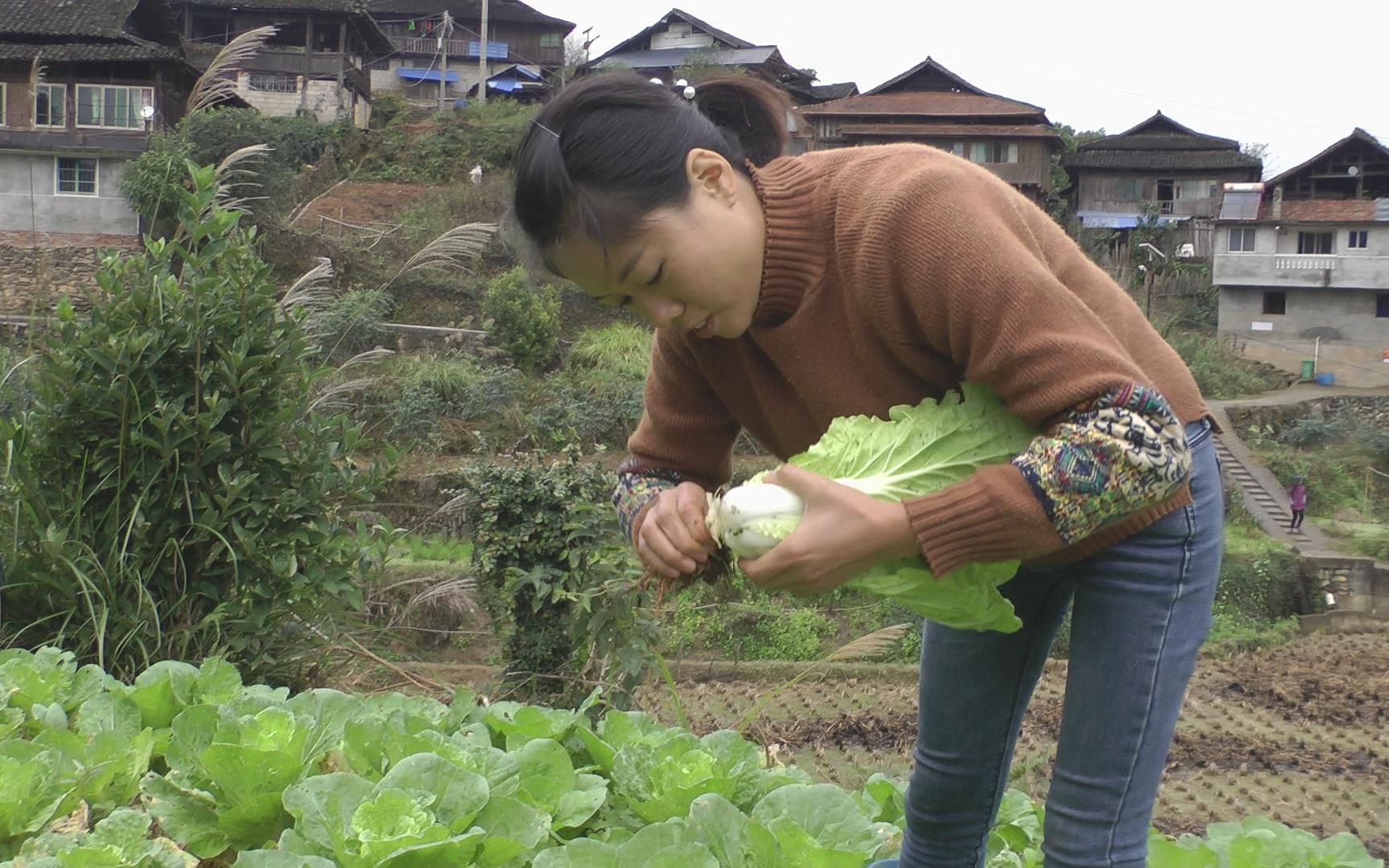 三哥家的菜長得真好燕子回家秒變土匪婆伯母還開心幫著她