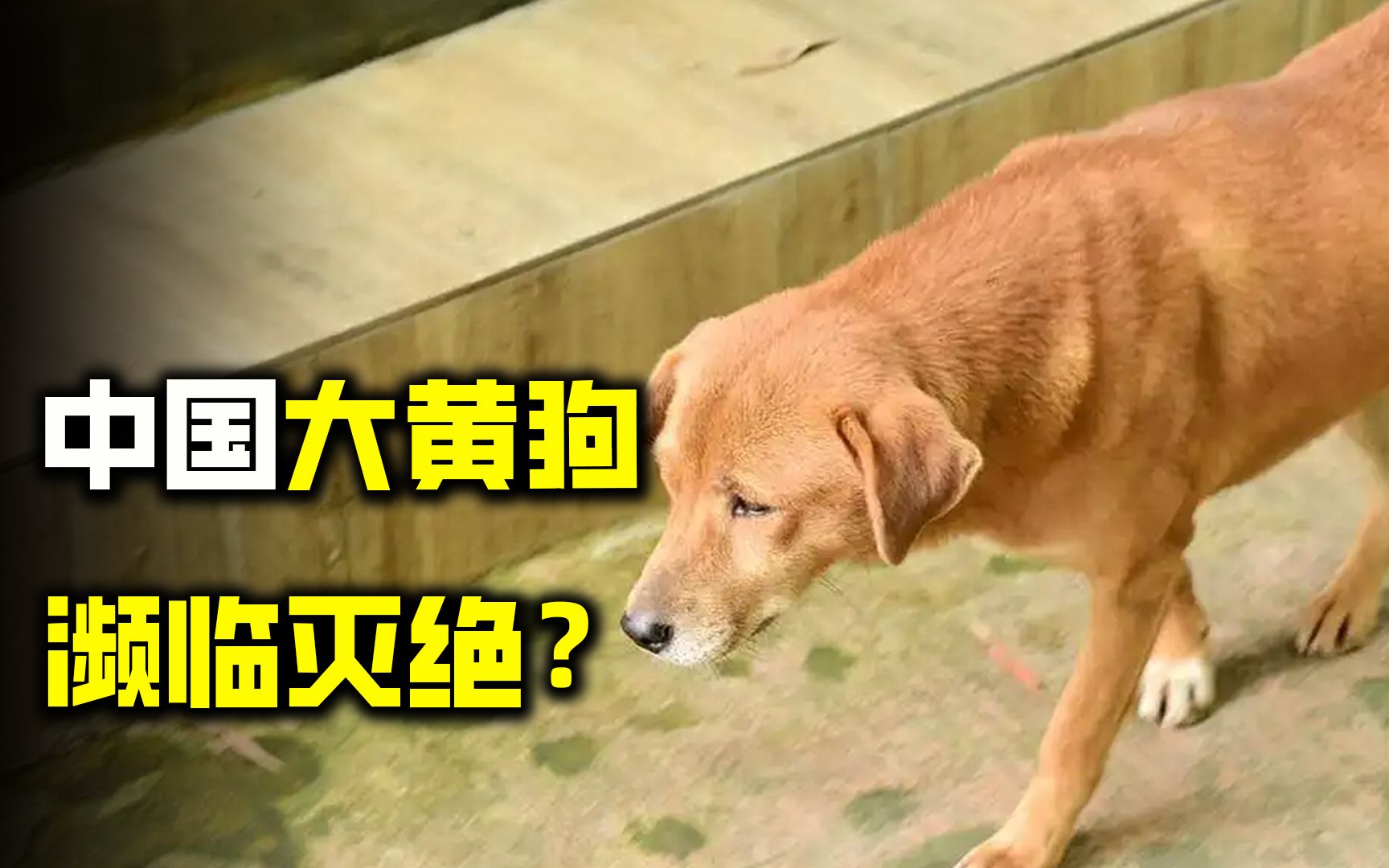 中国大黄狗差点濒危,日本柴犬全球热卖16万,它们究竟差在哪儿?哔哩哔哩bilibili