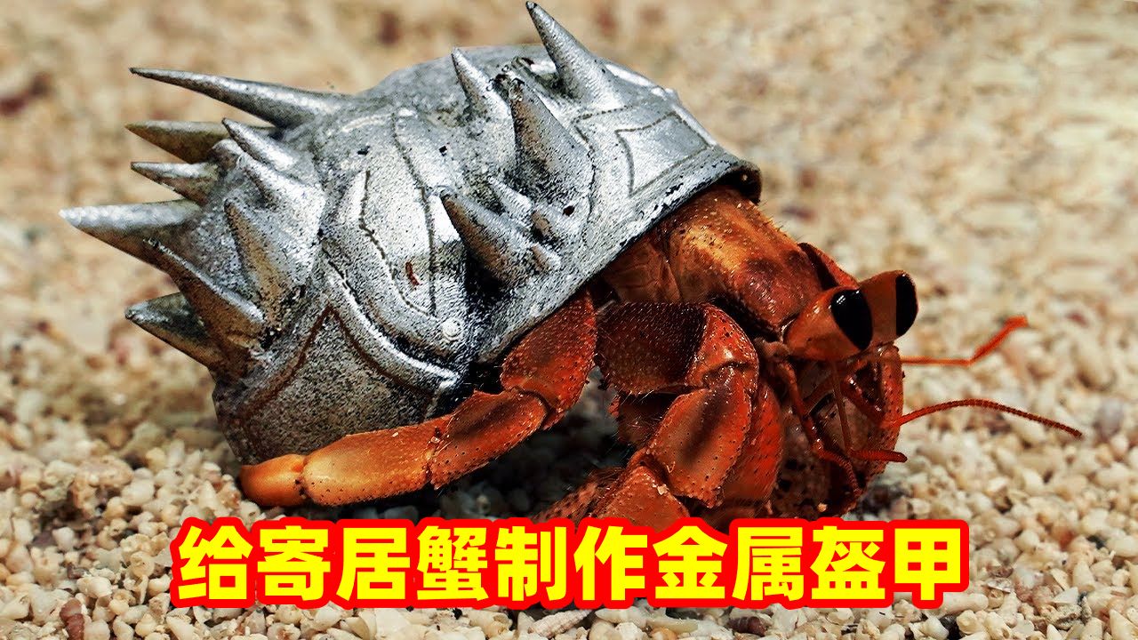 给寄居蟹制作金属盔甲,让它成为最靓的仔!