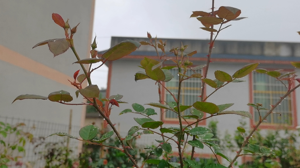 盆栽黑伍德月季的终极方案