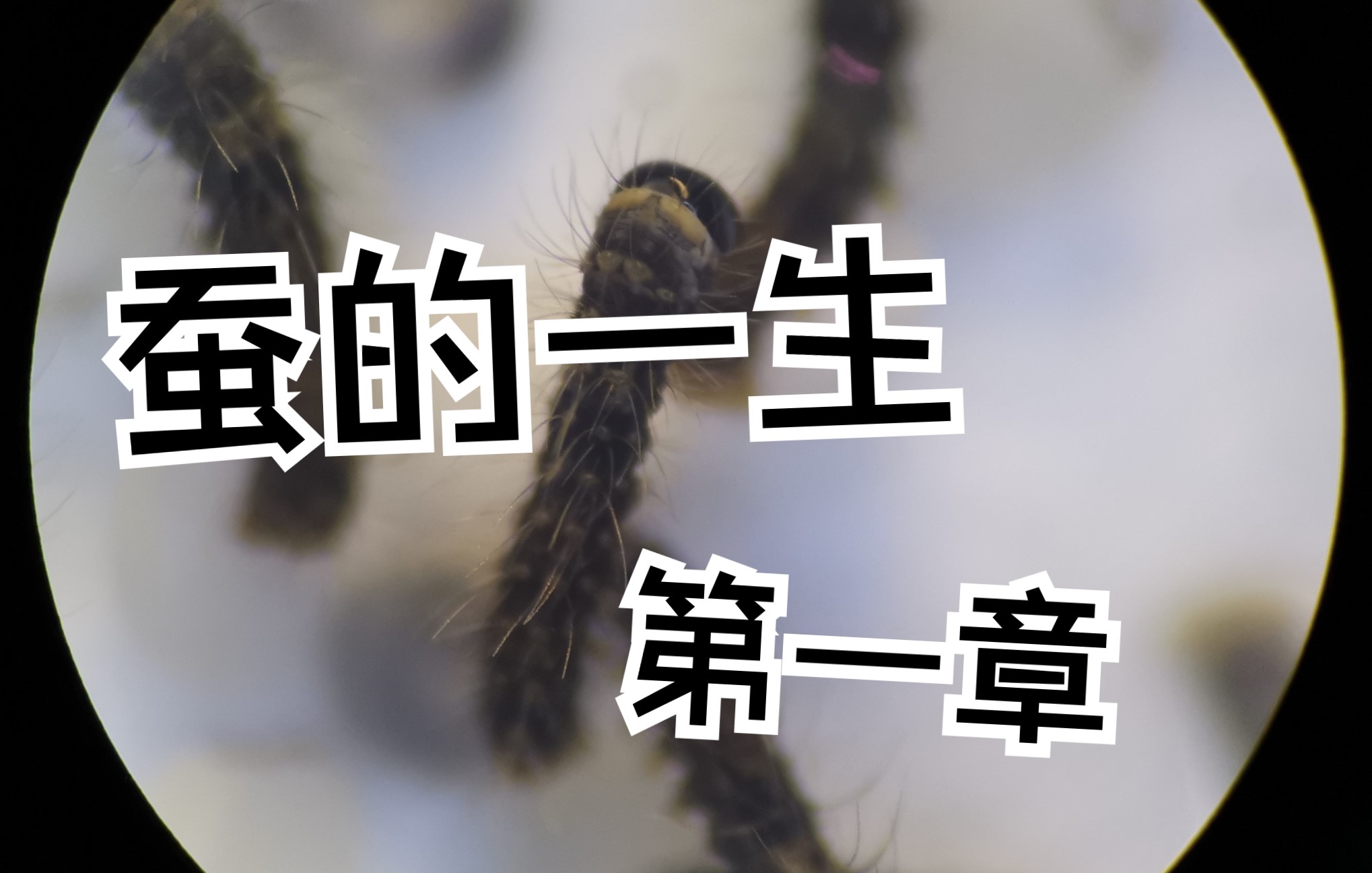 [图]《蚕的一生》 第一章 从破壳而出到作茧自缚