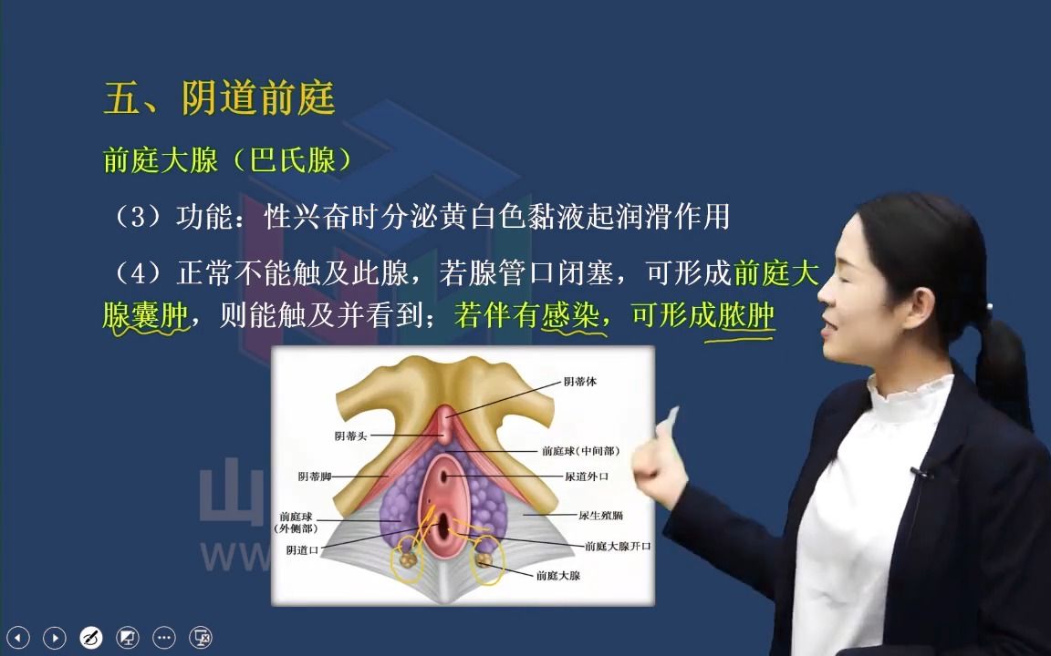 [图]01中西医妇科学高级职称考试：女性外生殖器山河医学网