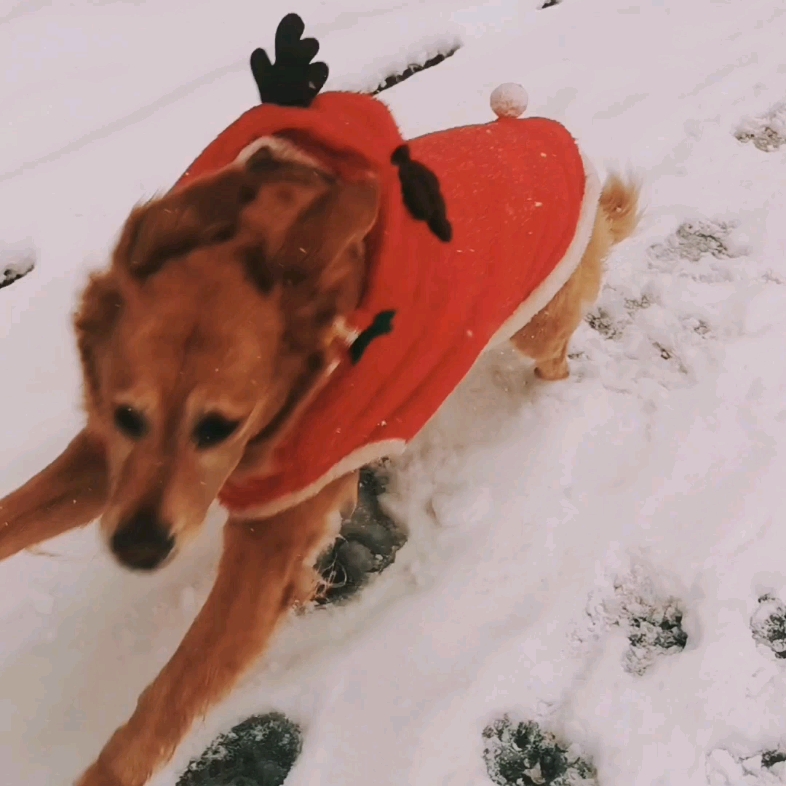 [图]南方狗子的下雪天