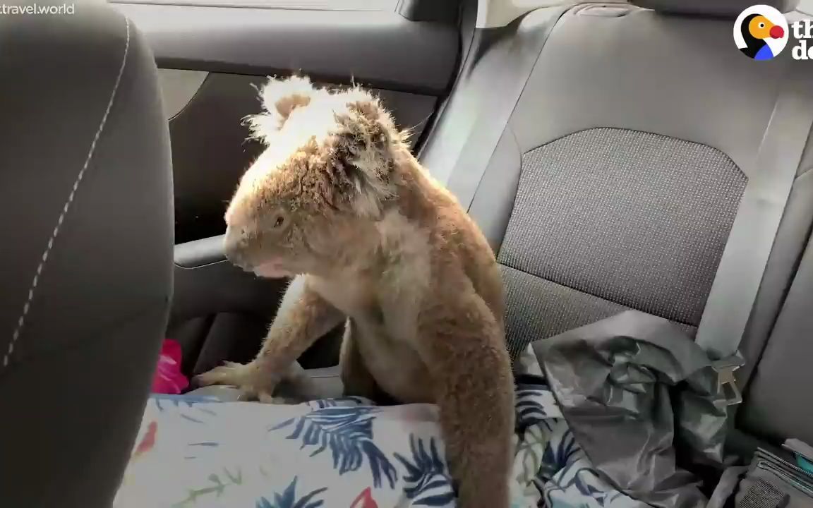 [图]Hungry Koala Walks Up To Couple Asking For Help