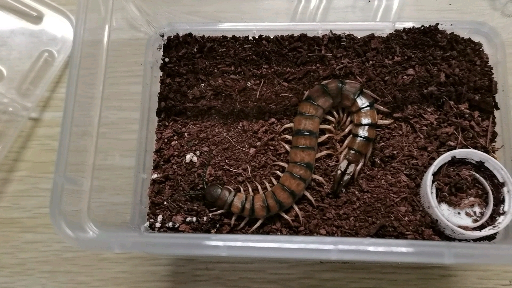 赤蜈蚣日常喂食