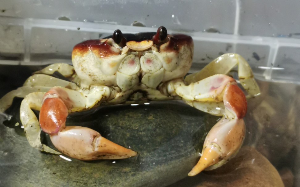 侧身地蟹接食杜比亚