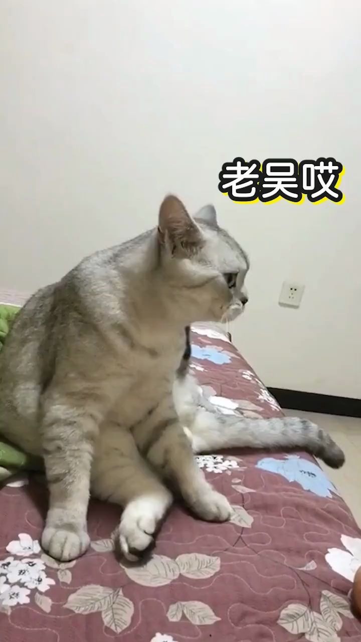 老吴到底是谁?为什么猫都认识他!