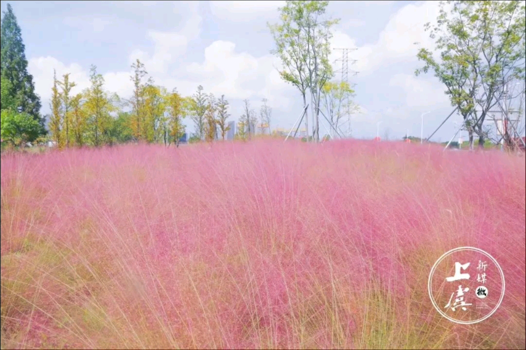 粉色花海