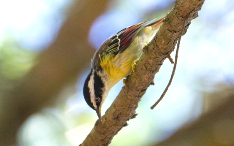 火尾希鹛～昆明西山风景区