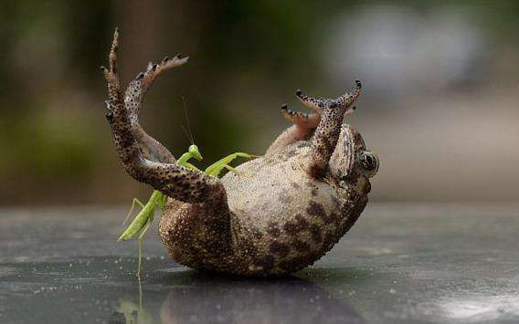 第四期 第四战 polyspilota aeruginosa vs 离塞蛛(螳螂种,你们的皇帝