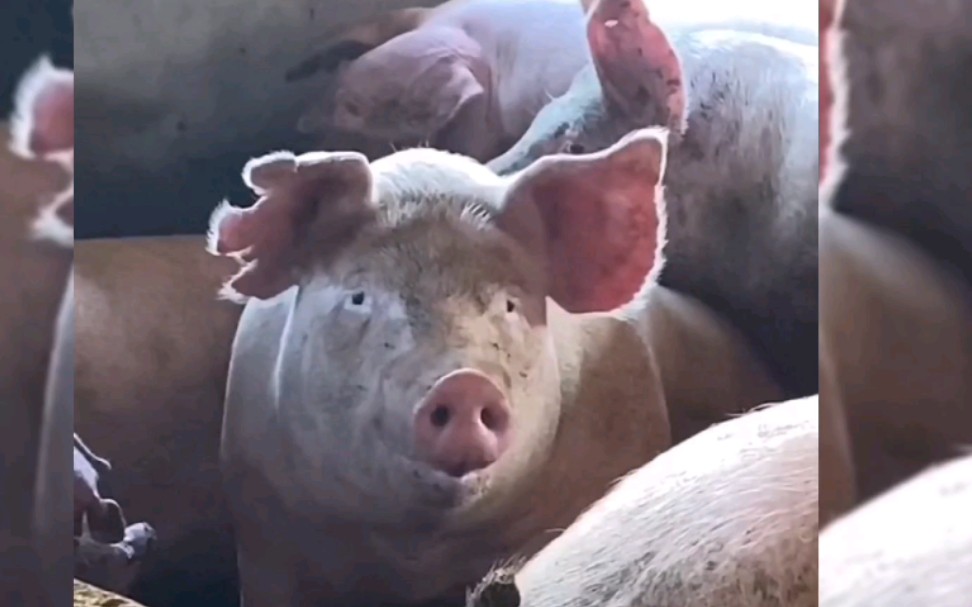 即使你变成了猪我也能在猪群里一眼认出你