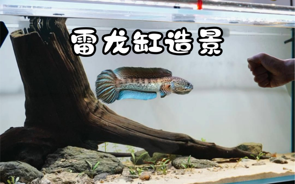 有手就行的雷龙缸造景来咯!