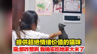 下载视频: 提供超绝情绪价值的猫咪，“赶紧给孩子报个表演班吧”，猫:那咋整啊 我确实吃她家大米了