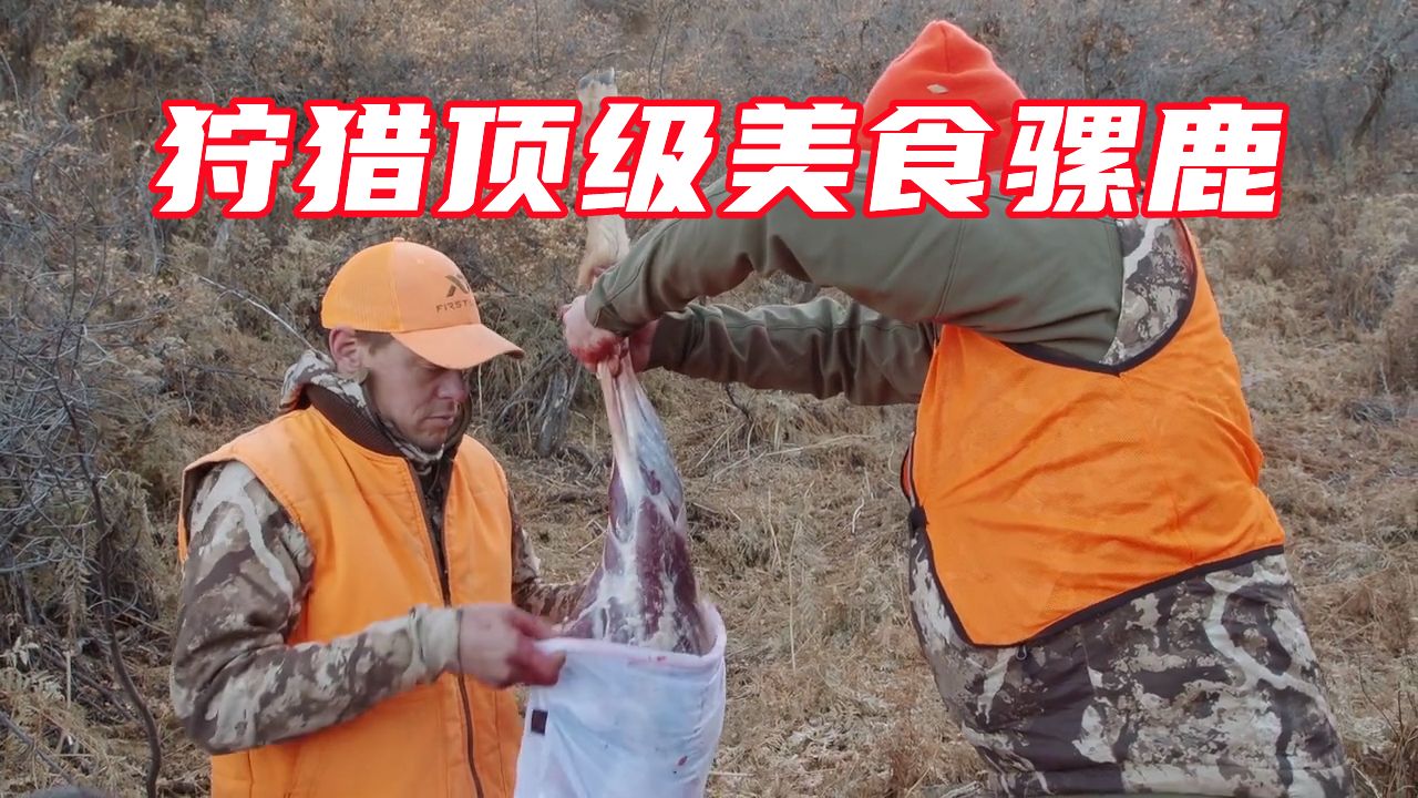 荒野猎人狩猎顶级美食骡鹿,一斤肉价值上百美金,大家想吃吗?哔哩哔哩bilibili