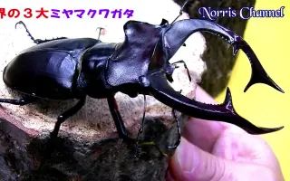 欧洲深山锹形虫 搜索结果 哔哩哔哩 Bilibili 欧洲深山锹形虫 搜索结果 哔哩哔哩 Bilibili