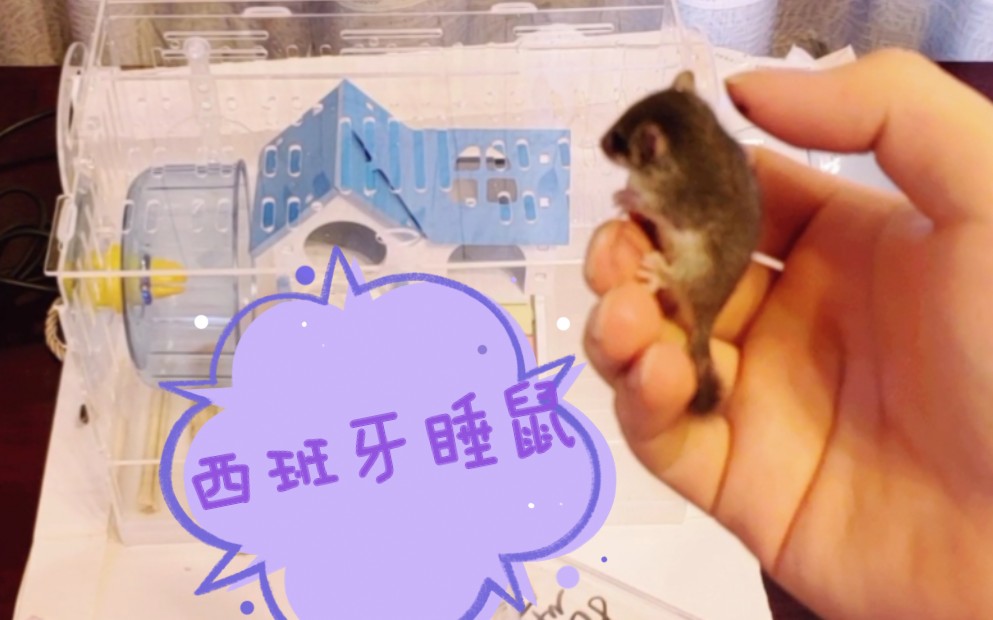 [图]【西班牙睡鼠】开箱视频——这是猛男才养的宠物