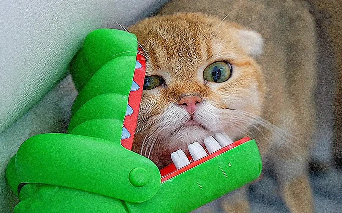 猫被鳄鱼咬表情包图片