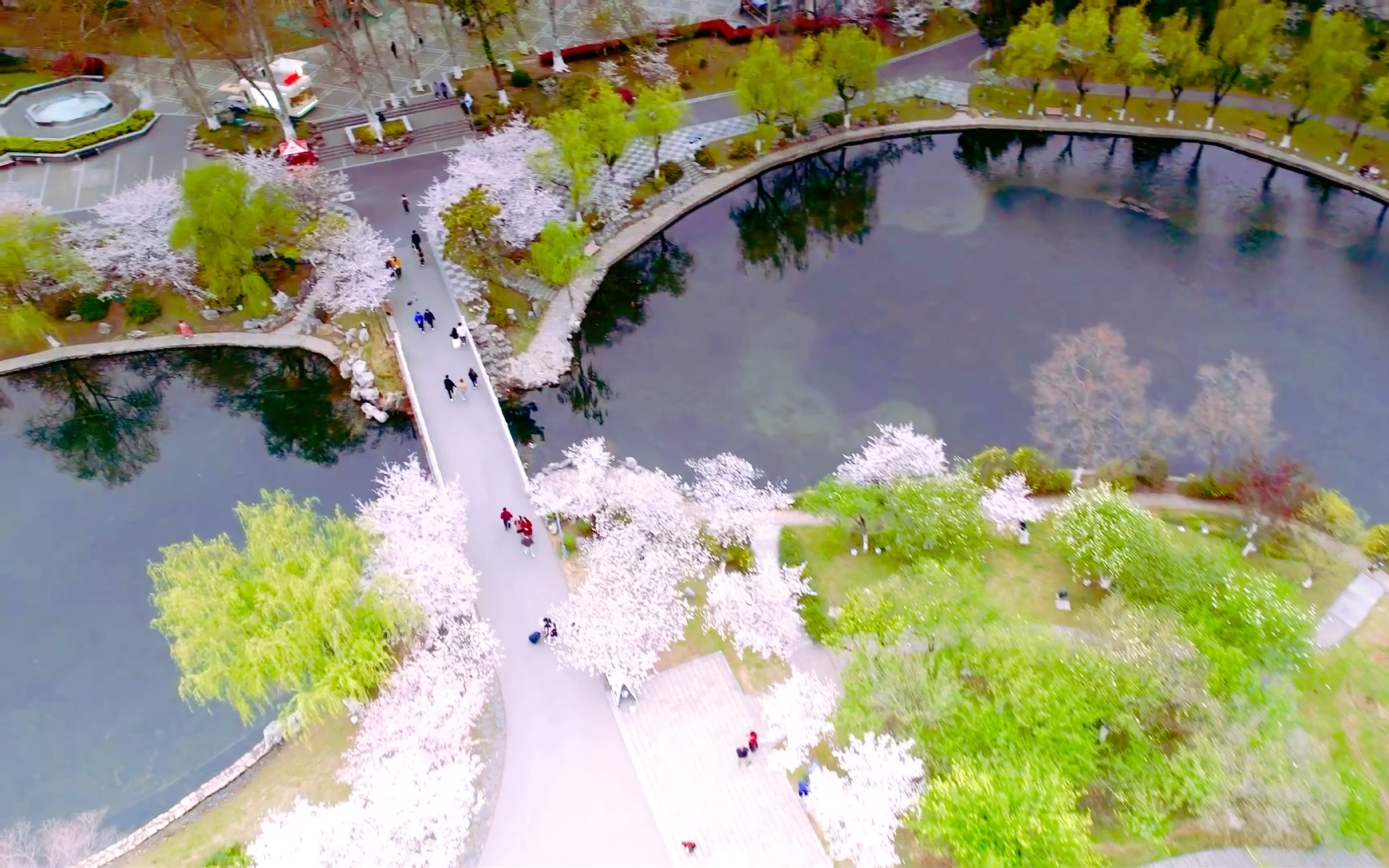 骤雨前夜,樱花未落「航拍南京玄武湖」
