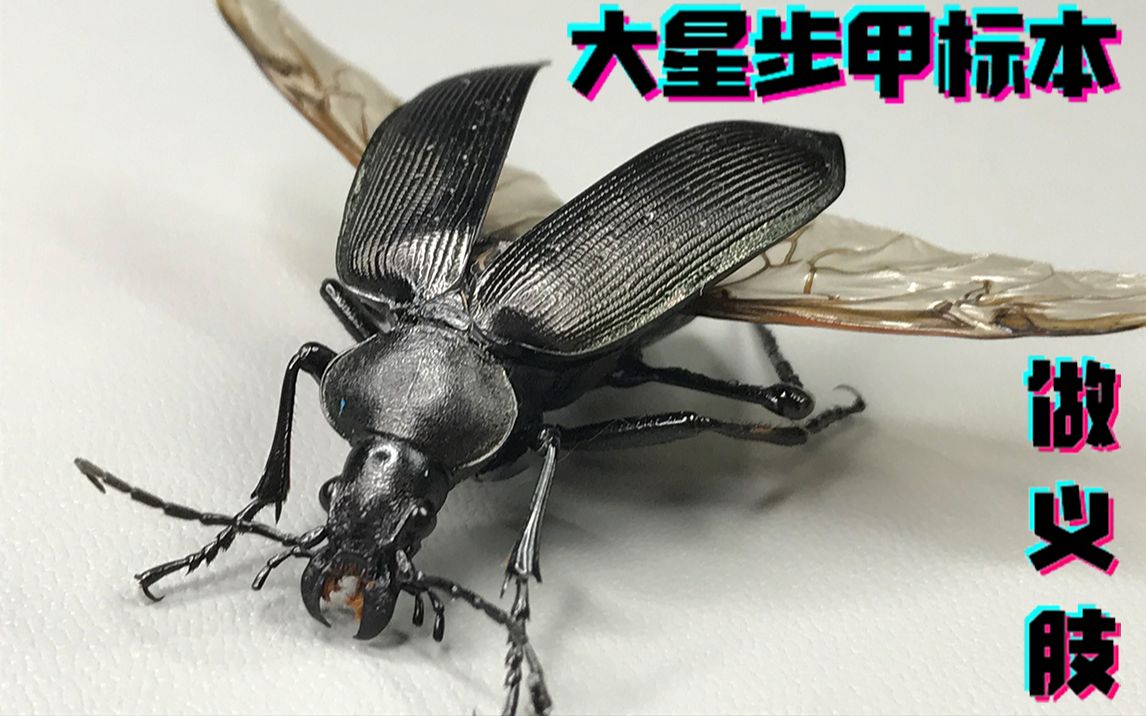 让大星步甲拄拐以假乱真的义肢