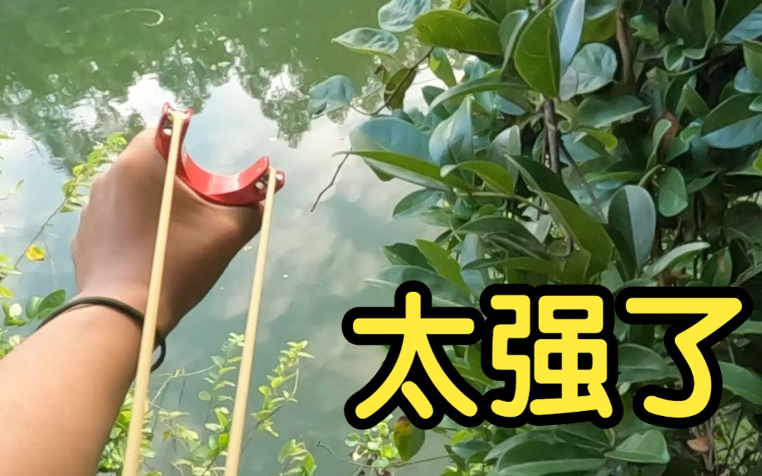 【袁桑弹弓】大罗非挂在了树上2斤差一点就没搞起来 回家炒菜 钓什么