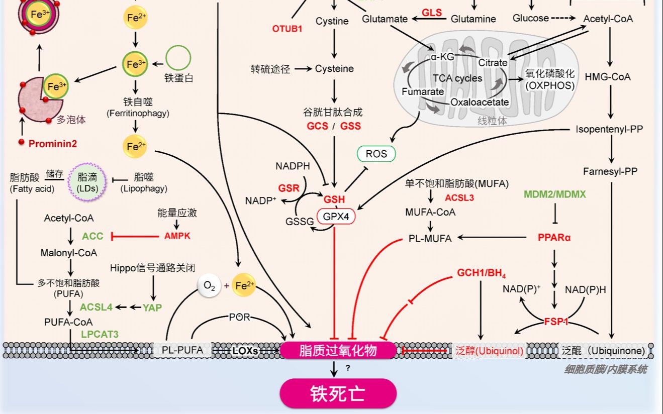 铁死亡在线讲座同仁化学Dojindo哔哩哔哩bilibili