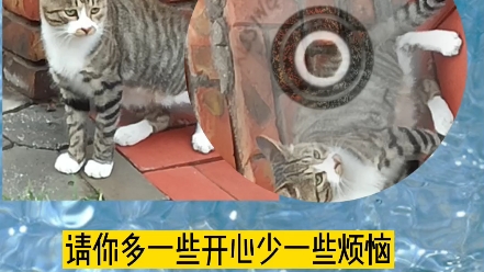 [图]猫武士外传