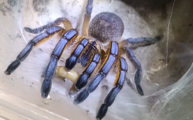 拒绝进食的蓝腿巴布