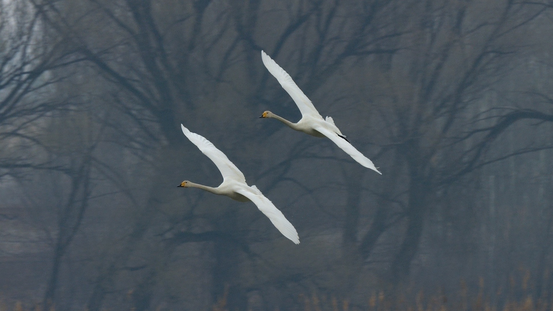 天使之翼!白天鹅降落水面展现绝美瞬间