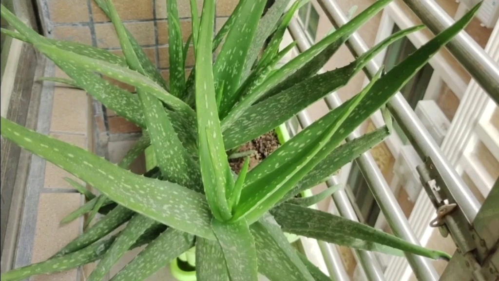 家有芦荟有福了,这6大妙用实在厉害,用过的都说好,快看看哔哩哔哩bilibili