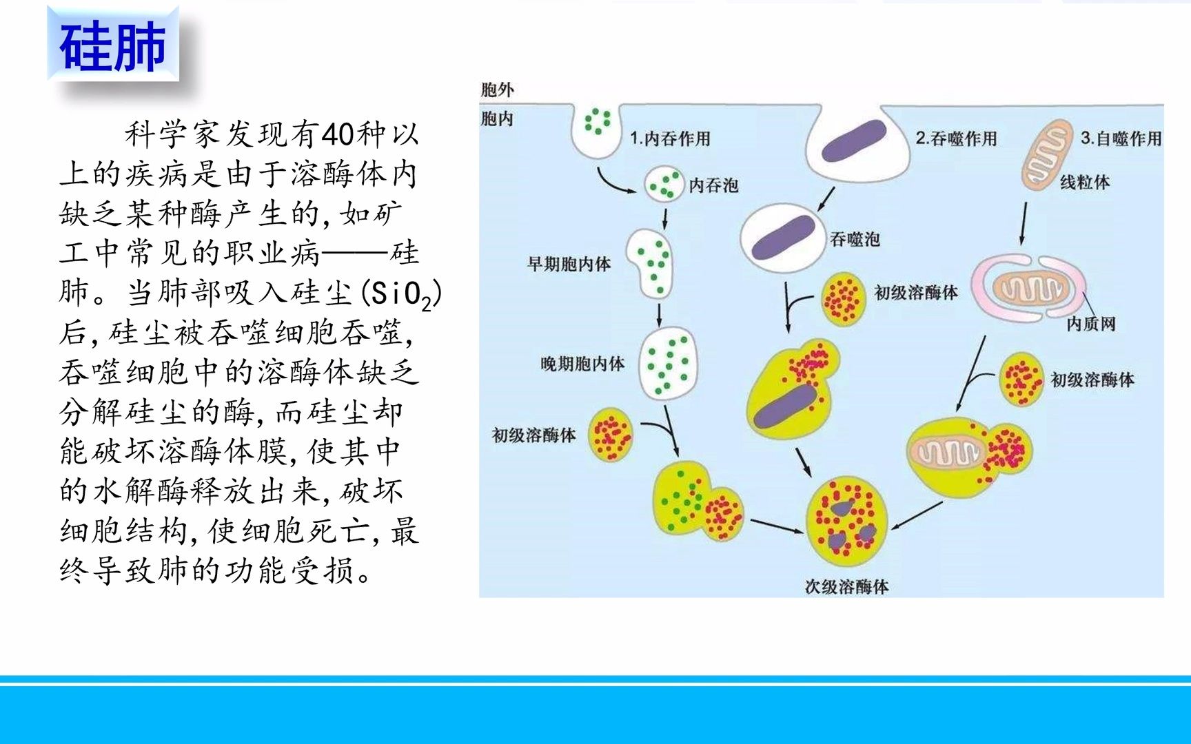 高中生物一轮复习微课2.8.8.硅肺哔哩哔哩bilibili