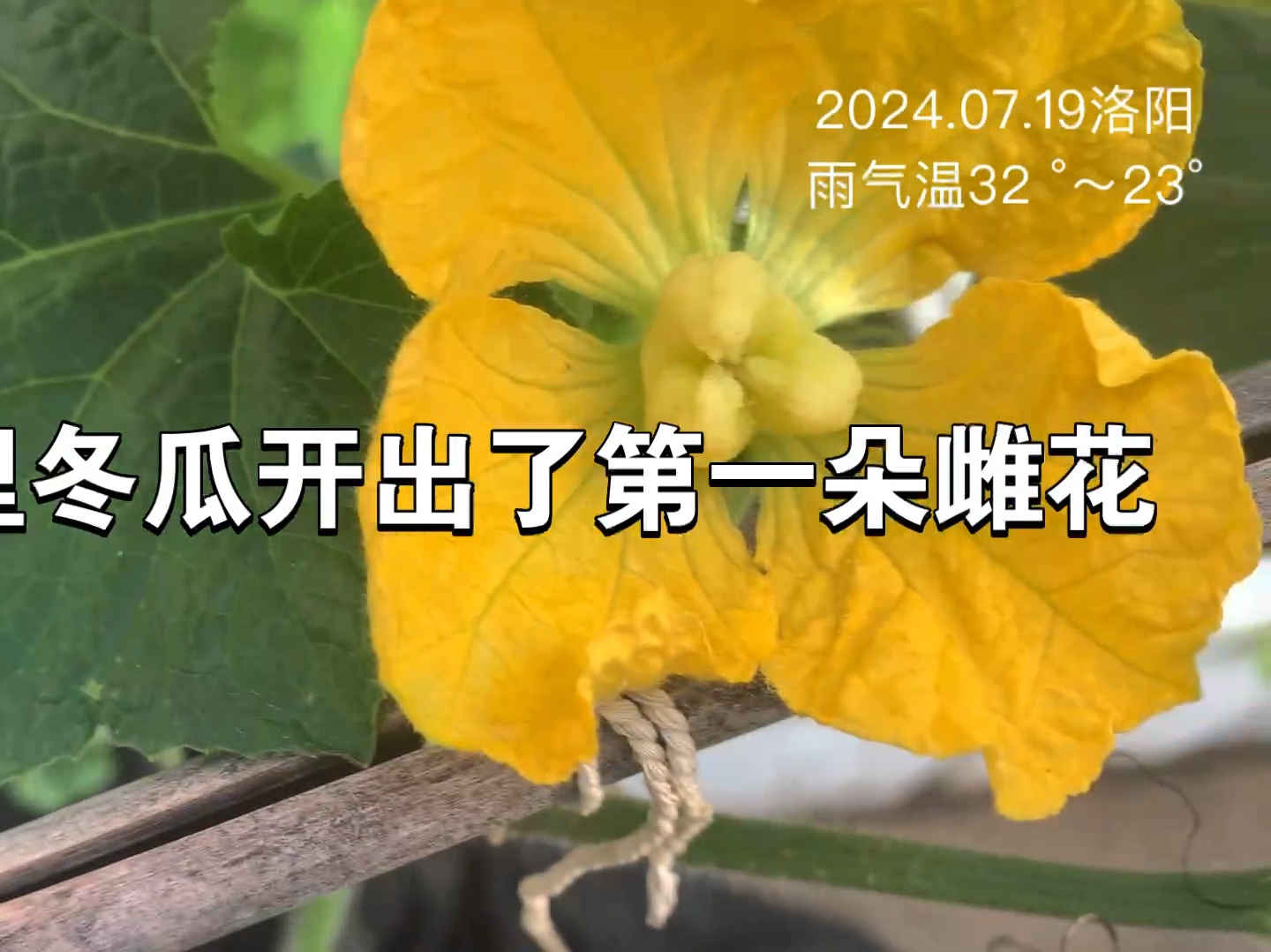 菜园里冬瓜开出了第一朵雌花