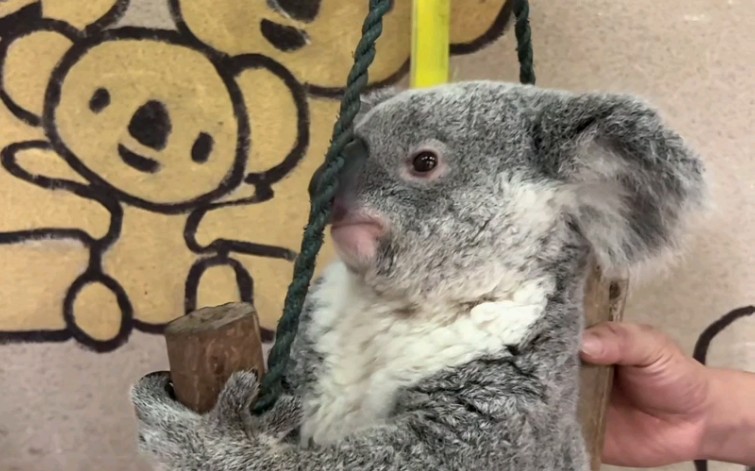 30 考拉joy查袋,漂亮女鹅来啦麻麻亲亲~啾一宝贝很护崽慧姐安抚她