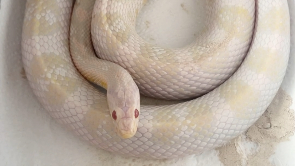 玉米蛇 松花玉米蛇蛋 哔哩哔哩 つロ干杯 Bilibili