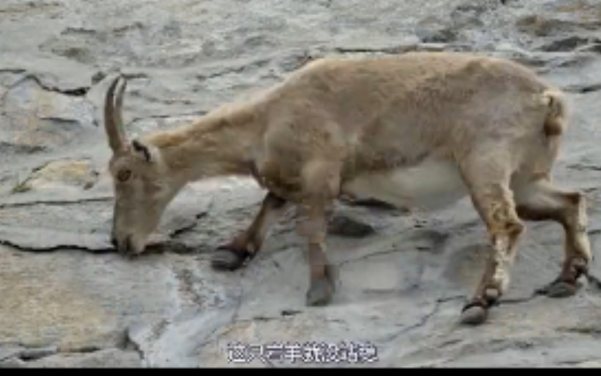 [图]岩羊悬崖觅食，不小心失足跌落山崖，吃了这顿没下顿 %动物 %岩羊