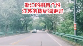 Download Video: 浙江的树有个性，江苏的树纪律更好！