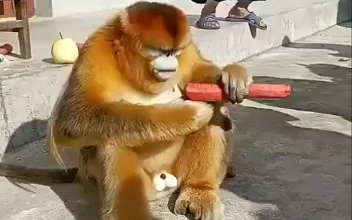 原来金丝猴的蛋蛋是白色的