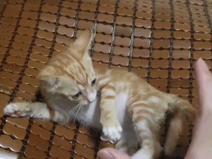 小橘猫的斗志真高