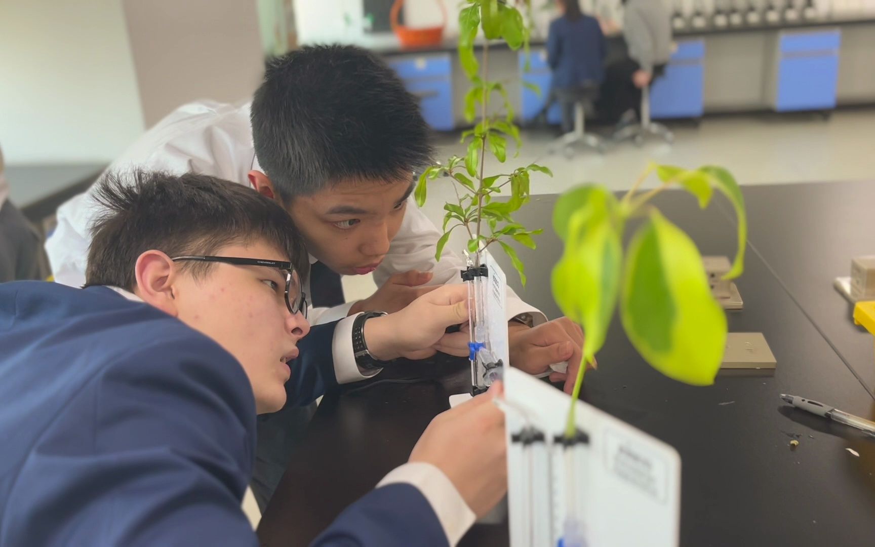 高中生物光合作用实验视频(高中生物光合作用卡尔文循环生成蔗糖)