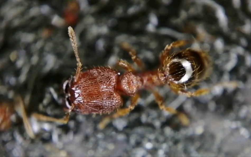 一种小型大头蚁(pheidole sp2),兵蚁体长约3毫米(比1号略大,体色更深)