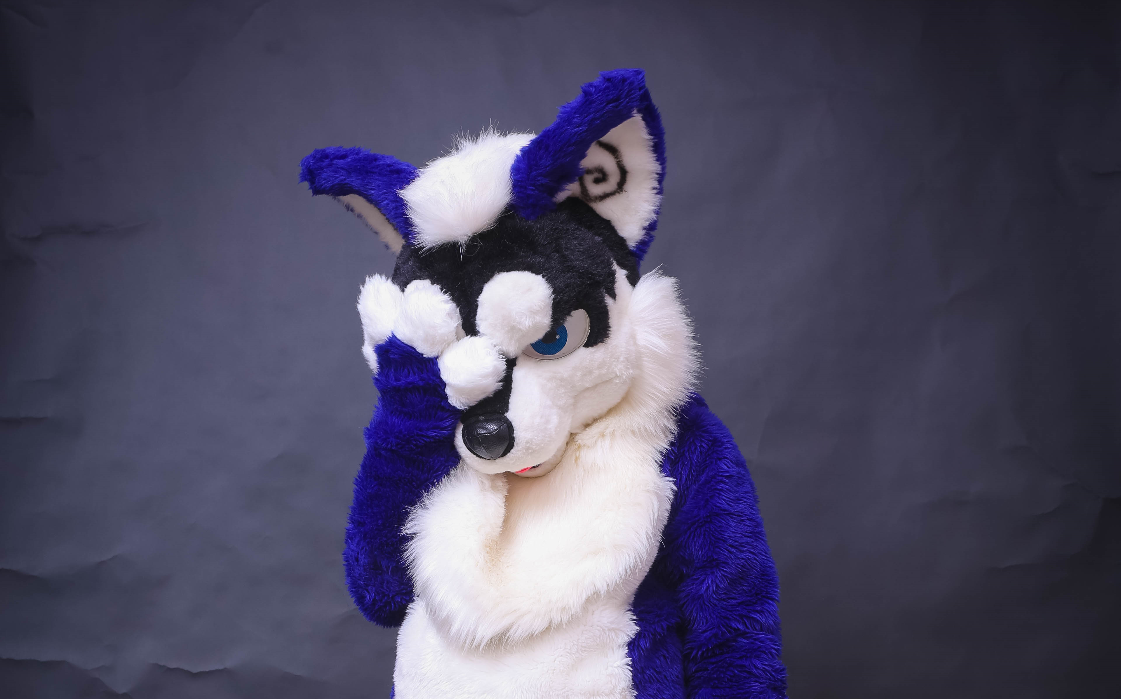 【fursuit】狼卡农的加帕里怕~_哔哩哔哩_bilibili