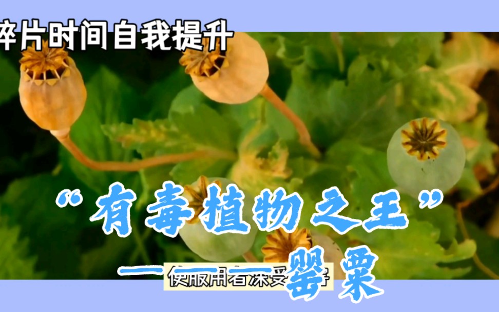 [图]“有毒植物之王”——罂粟