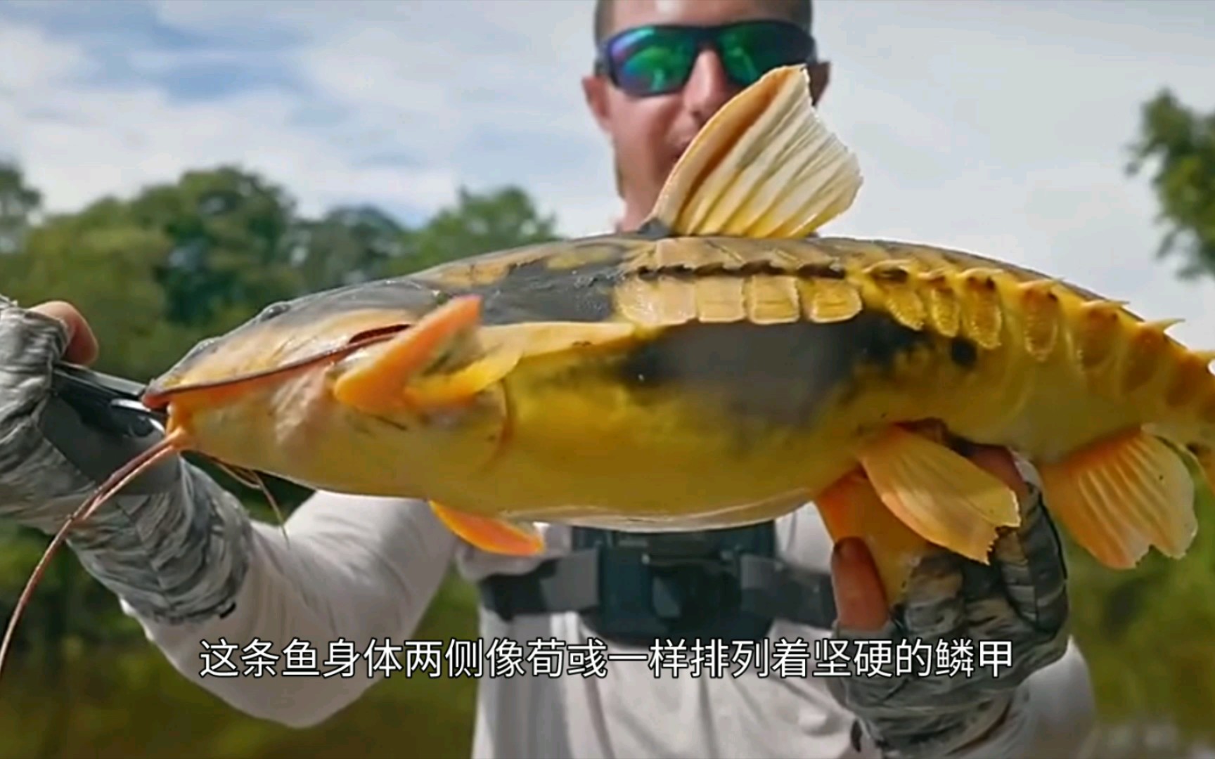 亚马逊#这里的鱼都穿盔甲吗?好漂亮!你见过吗?